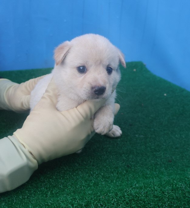 제주 동물보호센터_450650202402519
